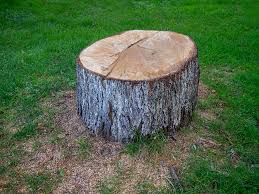 Reliable Wayne City, IL Tree Care Solutions